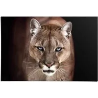 Reinders! Poster Puma Nahaufnahme, (1 St)