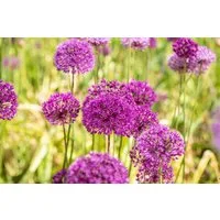 Pflanzen für Dich Staude Allium aflatunense Purple Sensation, 1 St., Zierlauch, Purpur-Lauch