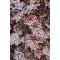 Pflanzen für Dich Staude Heuchera micr. Palace Purple, 1 St., Purpurglöckchen, Silberglöckchen