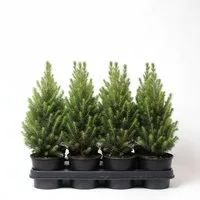 Pflanzen für Dich Konifere Picea glauca 'Conica' 1L 15- 20, 1 St., kegelform, immergrün