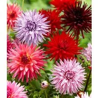BALDUR Garten Blumenzwiebeln Dahlien-Mix 'Favourite Love', Sommerblüher, lange Blütezeit, pflegeleicht