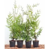 Pflanzen für Dich Konifere Thuja occ. Brabant, 1 St., Lebensbaum, Abendländischer Lebensbaum, immergrün, schnellwachsend