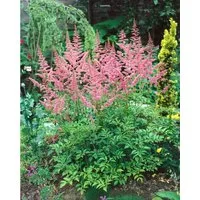 Pflanzen für Dich Staude Astilbe arend. Bressingham Beauty, 1 St., Prachtspiere
