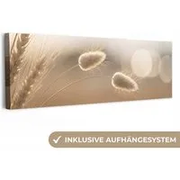 OneMillionCanvasses® Leinwandbild Panorama Dunstschwanzgras - Grannenhaare - Sonnenlicht, Fotodruck (1 St), Wandbild, Deko Schlafzimmer Wohnzimmer Flur 60x20 cm