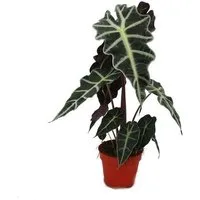 Exotenherz Zimmerpflanze Pfeilblatt - Alocasia sanderiana - Tropenwurz - Alokasie