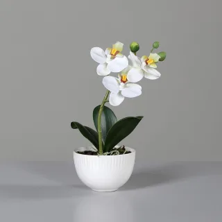 23 cm