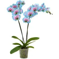 Dehner Zimmerpflanze Schmetterlingsorchidee Blue Wonder, Phalaenopsis cultivars, 50-60 cm