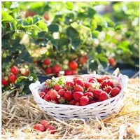 naturling Gartenbau-Substrat Garten Holzwolle 2,5KG, mit unbehandelte Natur Fichte Gemüsewolle zum Mulchen, (1-St), für Erdbeeren und Gemüse