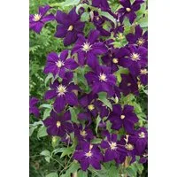Pflanzen für Dich Kletterpflanze Clematis viticella Viola, 1 St., Italienische Waldrebe, violettblühend, kletterpflanze