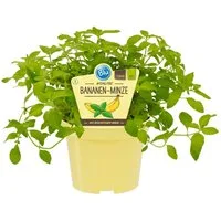 Exotenherz Gewürzkraut Bananen-Minze in BIO-Qualität Mentha arvensis Kräuterpflanze 12cm Topf