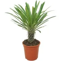 meinvipshop Zimmerpflanze Palme Madagaskarpalme 30 cm Pachypodium lamerei