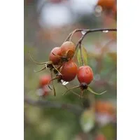 Pflanzen für Dich Rose Rosa glauca
