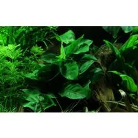 Aquaone Wasserpflanze Aquarium Pflanze Anubias barteri nana Nr.301