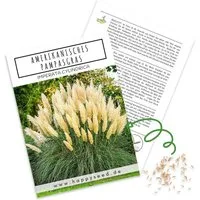 HappySeed Blumensamen Amerikanisches Pampasgras Samen - Cortaderia selloana, Blumen