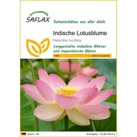 SAFLAX Blumensamen SAFLAX - Samen - Indische Lotusblume