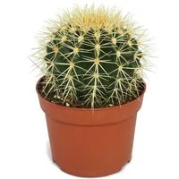 Exotenherz Kaktus Echinocactus grusonii - Schwiegermutterstuhl - im 12cm Topf