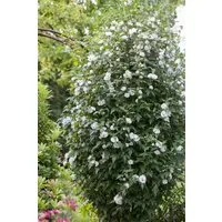 Pflanzen für Dich Gehölze Hibiscus syriacus Speciosus, 1 St., Garteneibisch, Straucheibisch