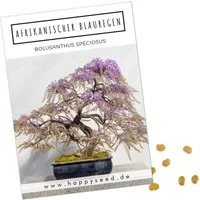 HappySeed Blumensamen Exotische Bonsai Samen mit hoher Keimrate - Afrikanischer Blauregen, Rosa blühend