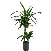 Dehner Zimmerpflanze Drachenbaum, Dracaena Janet Lind, in Hydrokultur, ca. 100 cm, inkl. Wasserstandsanzeiger, stark luftreinigend, Solitärpflanze