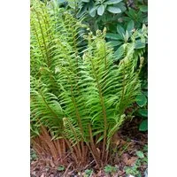 Pflanzen für Dich Gräser Dryopteris wallichiana, 1 St., Wallichs Wurmfarn, Wallichs Schildfarn, fiederblätter, schattenverträglich