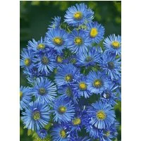 Pflanzen für Dich Staude Aster novae-ang. Barr's Blue, 1 St., Raublatt-Aster, Glattblatt-Aster
