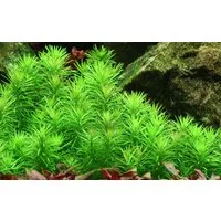 Aquaone Wasserpflanze Aquarium Pflanze Pogostemon deccanensis Tropica Nr.053F