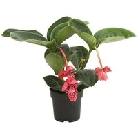 Dehner Zimmerpflanze Medinille Lambada, Medinilla, Ø 40 - 60 cm, überhängende Blüten, zartrosa
