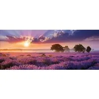 artissimo Glasbild XXL Bild aus Glas 125x50 cm / Panorama Wandbild groß / Wanddeko modern, Landschaft: Lavendelfeld in lila