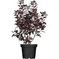 Pflanzen für Dich Gehölze Cotinus coggygria Royal Purple, 1 St., Perückenstrauch, Rauchbusch