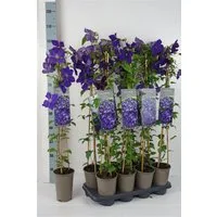 Pflanzen für Dich Kletterpflanze Clematis Hybride Jackmanii, 1 St., Waldrebe, Clematis, violettblühend, kletterpflanze