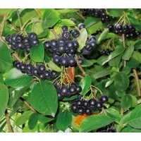 Dehner Zierstrauch Apfelbeere Aronia Viking, Selbstbefruchter, ca. 40-60 cm, 3 l Topf, insektenfreundlich, frosthart