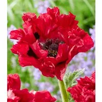 BALDUR Garten Staude Papaver 'Red Rumble', 1 St., Landhausgarten, winterhart, großblütig, pflegeleicht