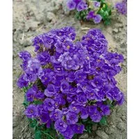 Pflanzen für Dich Staude Aubrieta cult. Sauerland, 1 St., Blaukissen