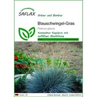 SAFLAX Blumensamen SAFLAX - Samen - Blauschwingel-Gras