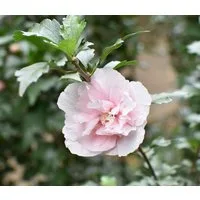 Dehner Zierstrauch Hibiscus Pink Chiffon®, 40-60 cm, rosa, Garten-Eibisch mit doppelt gefüllte Blüten