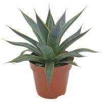 meinvipshop Zimmerpflanze Mediterrane Agave