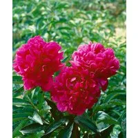 Pflanzen für Dich Staude Paeonia lact. Kansas, 1 St., Edel-Pfingstrose, Pfingstrose