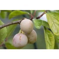 Pflanzen für Dich Obstpflanze Prunus dom. Mirabelle von Nancy, 1 St., Mirabelle von Nancy, Mirabelle, Gelbe Zwetschge, gelbe Früchte, süßaromatisch