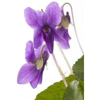 Pflanzen für Dich Staude Viola odorata Königin Charlotte, 1 St., Duftveilchen, Märzveilchen, Wohlriechendes Veilchen