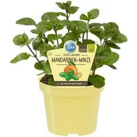 Exotenherz Gewürzkraut Mandarinen-Minze Mentha x piperita Kräuterpflanze 12cm Topf