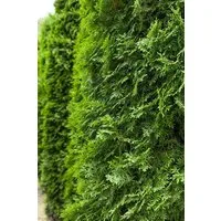 Pflanzen für Dich Konifere Thuja occ. Columna, 1 St., Lebensbaum, Abendländischer Lebensbaum, säulenform, immergrün