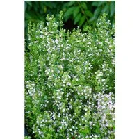 Pflanzen für Dich Staude Calamintha nepeta Weißer Riese, 1 St., Bergminze, Steinquendel