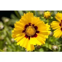 Pflanzen für Dich Staude Coreopsis grand. Sonnenkind, 1 St., Mädchenauge