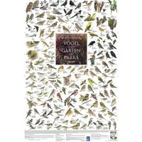 Close Up Poster Vögel aus den Gärten und Parks Europas Poster laminiert 60 x