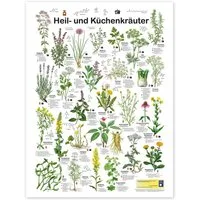 Posterlounge Wandbild Heil- und Küchenkräuter, Planet Poster Editions, erhältlich als Poster, Leinwandbild, Wandsticker oder Acrylglasbild