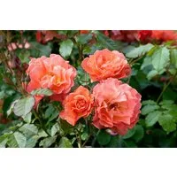 Pflanzen für Dich Rose Rosa Westerland