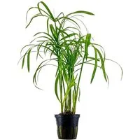 Aquaone Wasserpflanze Aquarium Pflanze Cyperus alternifolius Wasserpflanzen Topf Nr.333C