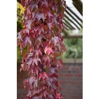 Pflanzen für Dich Kletterpflanze Parthenocissus tric. Veitchii Robusta, 1 St., Wilder Wein, Dreispitzige Jungfernrebe, Mauerwein, selbstkletternd, herbstfärbung rot