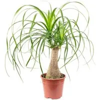 Flowerbox Zimmerpflanze Elefantenfuß 1-Stamm – Beaucarnea, pflegeleicht - Höhe ca. 40 cm, Topf-Ø 14 cm