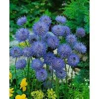 Pflanzen für Dich Staude Jasione laevis Blaulicht, 1 St., Sandrapunzel, Blaue Graskugel, Blaue Gänsekresse